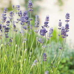 Munstead Liten Kruka*Omnia Garden Hot