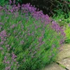 Munstead Stor Kruka*Omnia Garden Discount