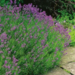 Munstead Stor Kruka*Omnia Garden Discount