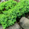 Nana*Omnia Garden Hot
