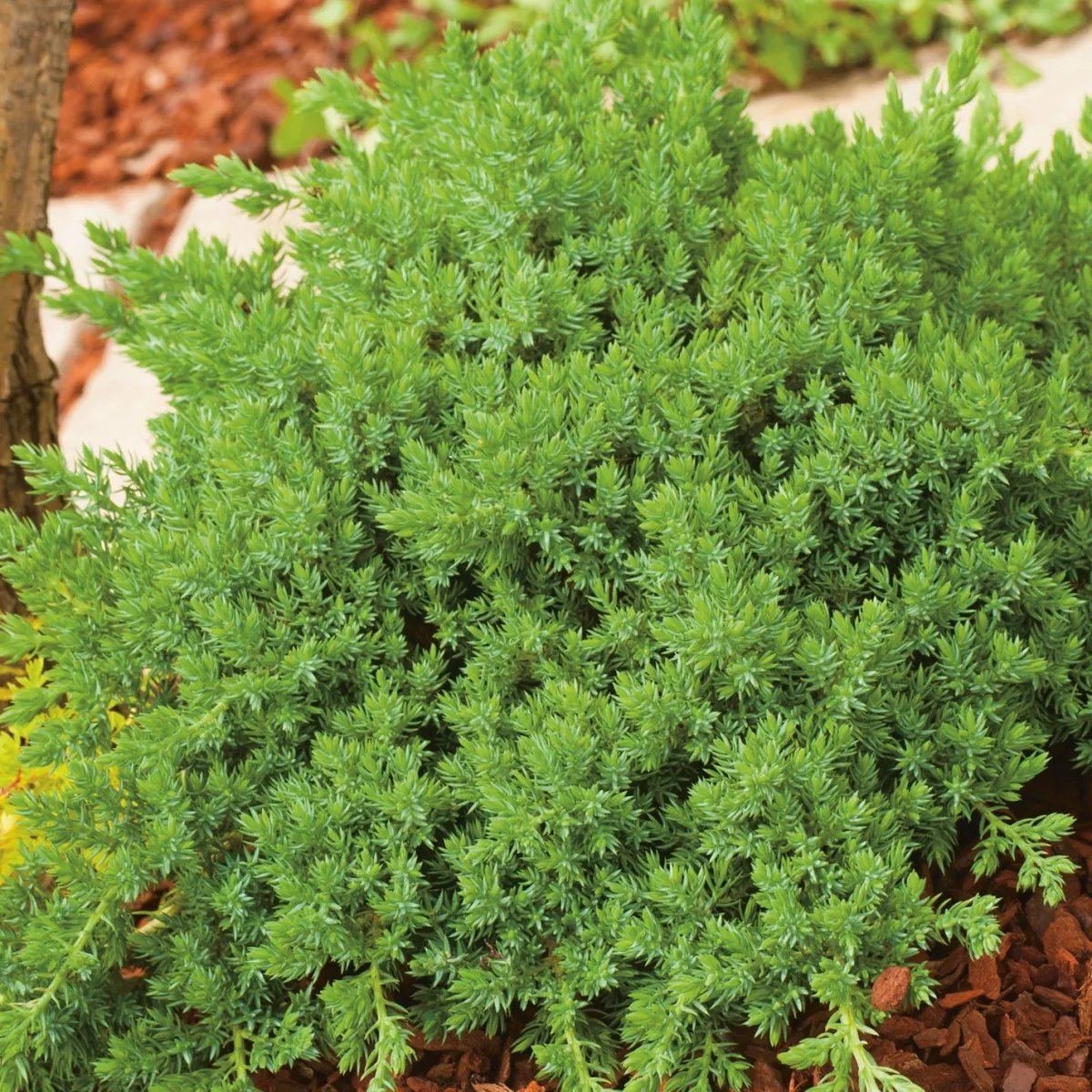 Nana*Omnia Garden Hot