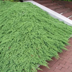 Nana*Omnia Garden Hot