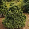 Nana Gracilis 20-25 cm*Omnia Garden Best