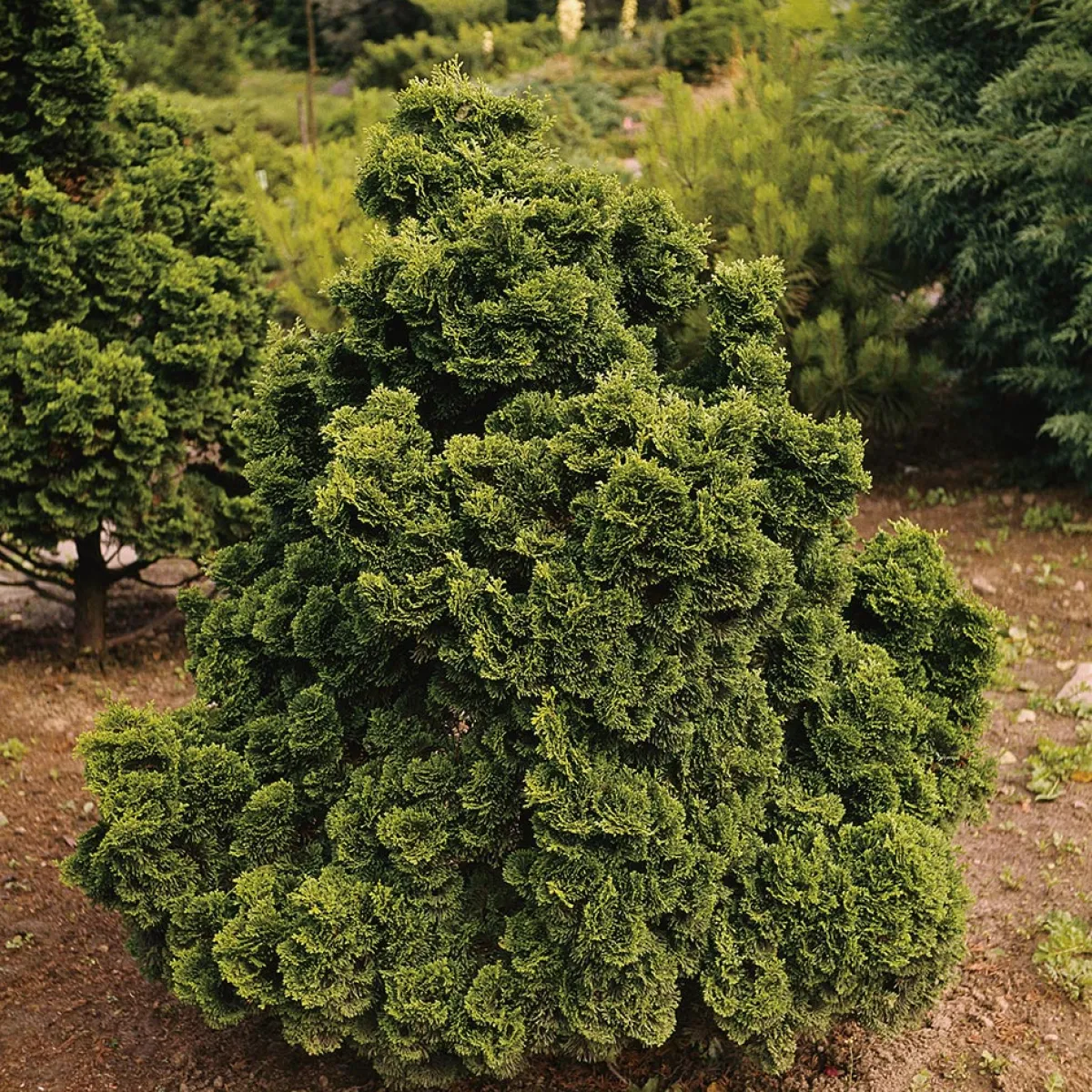 Nana Gracilis 20-25 cm*Omnia Garden Best