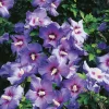 Oiseau Bleu*Omnia Garden New