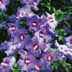 Oiseau Bleu*Omnia Garden New