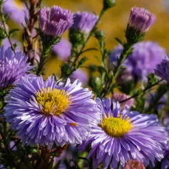 Oktoberaster Early Blue Symphyotrichum Novi-Belgii*Omnia Garden Hot