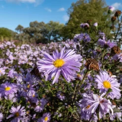 Oktoberaster Early Blue Symphyotrichum Novi-Belgii*Omnia Garden Hot