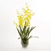Oncidium*Mr Plant New