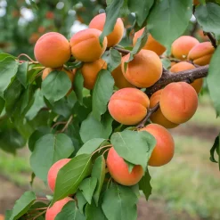 Orangered*Omnia Garden Outlet