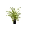 Ormbunke 80-90*Mr Plant Online