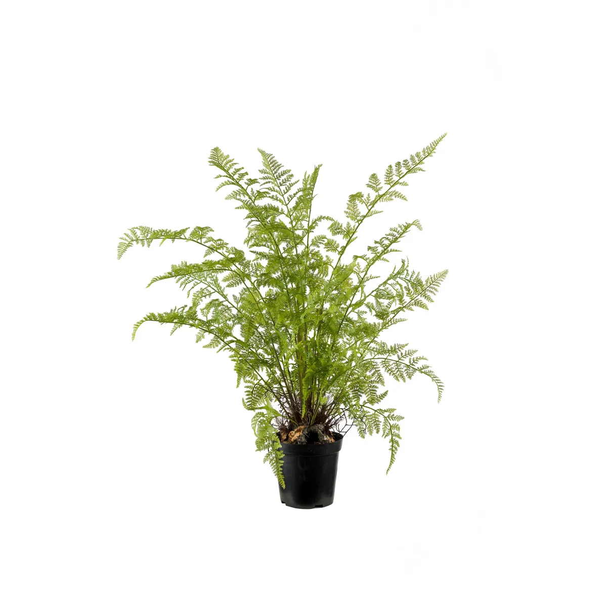 Ormbunke 80-90*Mr Plant Online