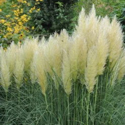 Pampasgräs*Omnia Garden Discount