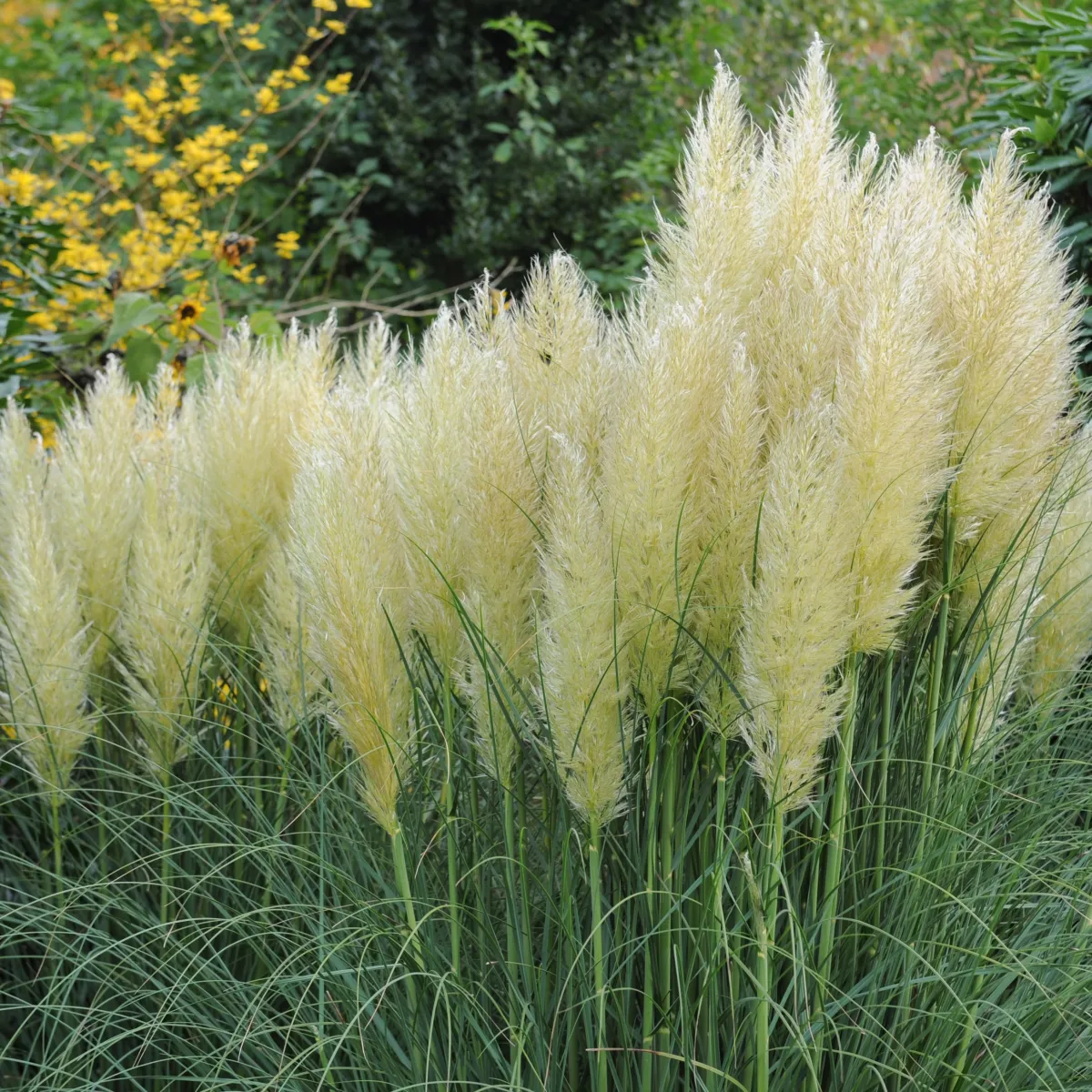 Pampasgräs*Omnia Garden Discount