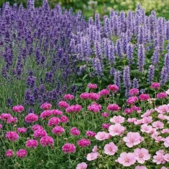 Perennpaket Sommarkänsla*Omnia Garden Best