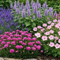 Perennpaket Sommarkänsla*Omnia Garden Best