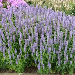 Perennpaket Sommarkänsla*Omnia Garden Best