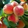 Persikot Redhaven - Fruktträd*Omnia Garden Hot