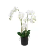 Phalaenopsis 130*Mr Plant New