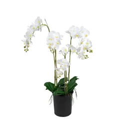 Phalaenopsis 130*Mr Plant New
