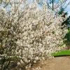 Prakthäggmispel 50-80 cm*Omnia Garden Online