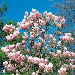 Praktmagnolia*Omnia Garden Online
