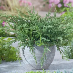 Prince of Wales*Omnia Garden Clearance