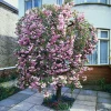 Prunus Kiku-Shidare-Zakura 100-120 cm*Omnia Garden Clearance