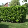 Prunus laurocerasus Etna (Anbri)*Omnia Garden New