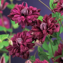 Purpurea Plena Elegans 40-60 cm*Omnia Garden Hot