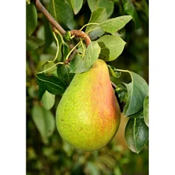 Pyrus Communis Fritjof*Omnia Garden Sale