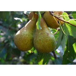 Pyrus Communis Ingeborg E*Omnia Garden Sale