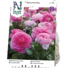 Ranunculus*Nelson Garden Clearance