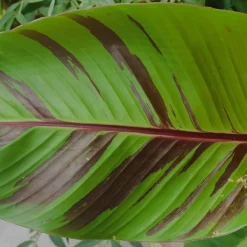 Röd Banan ‘Ever Red’ Med Stora Blad*Omnia Garden Outlet