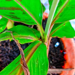 Röd Banan ‘Ever Red’ Med Stora Blad*Omnia Garden Outlet