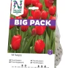 Röd Big Pack*Nelson Garden Clearance