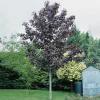 Rödbladig 350-450 cm*Omnia Garden Online