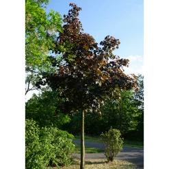 Rödbladig 350-450 cm*Omnia Garden Online