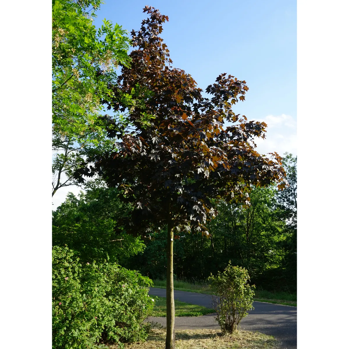 Rödbladig 350-450 cm*Omnia Garden Online