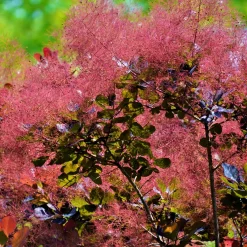 Rödbladig Royal Purple*Omnia Garden New