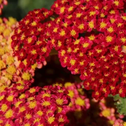 Röllika Paprika*Omnia Garden Online
