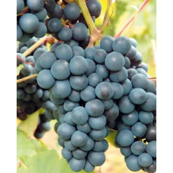 Rondo 30-50 cm*Omnia Garden Clearance