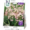 Rosa*Nelson Garden Outlet