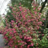 Rosenrips*Omnia Garden Hot
