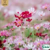 Rosenskära Mix Cosmos Bipinnatus*Eco Grow Discount