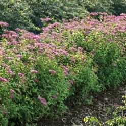 Rosenspirea 20-30 cm*Omnia Garden Online