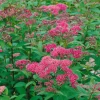 Rosenspirea 20-30 cm Krukodlade*Omnia Garden Discount