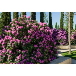 Roseum Elegans*Omnia Garden Outlet