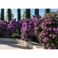 Roseum Elegans*Omnia Garden Outlet
