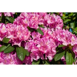 Roseum Elegans*Omnia Garden Outlet